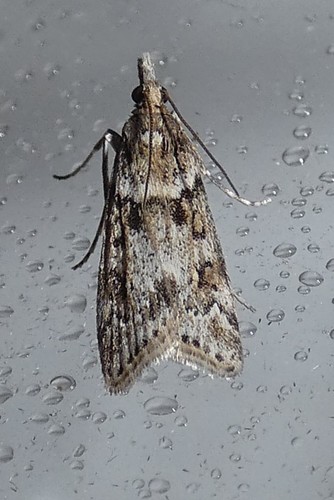 Narrow-winged Grey
