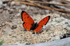 Lycaena cupreus