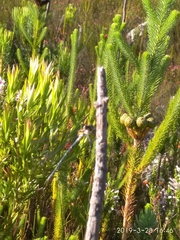 Chlorolestes conspicuus