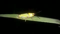 Zonocerus variegatus