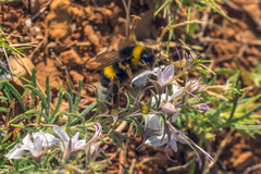 Bombus terrestris lusitanicus