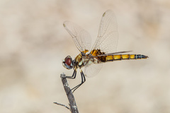 Macrodiplax balteata