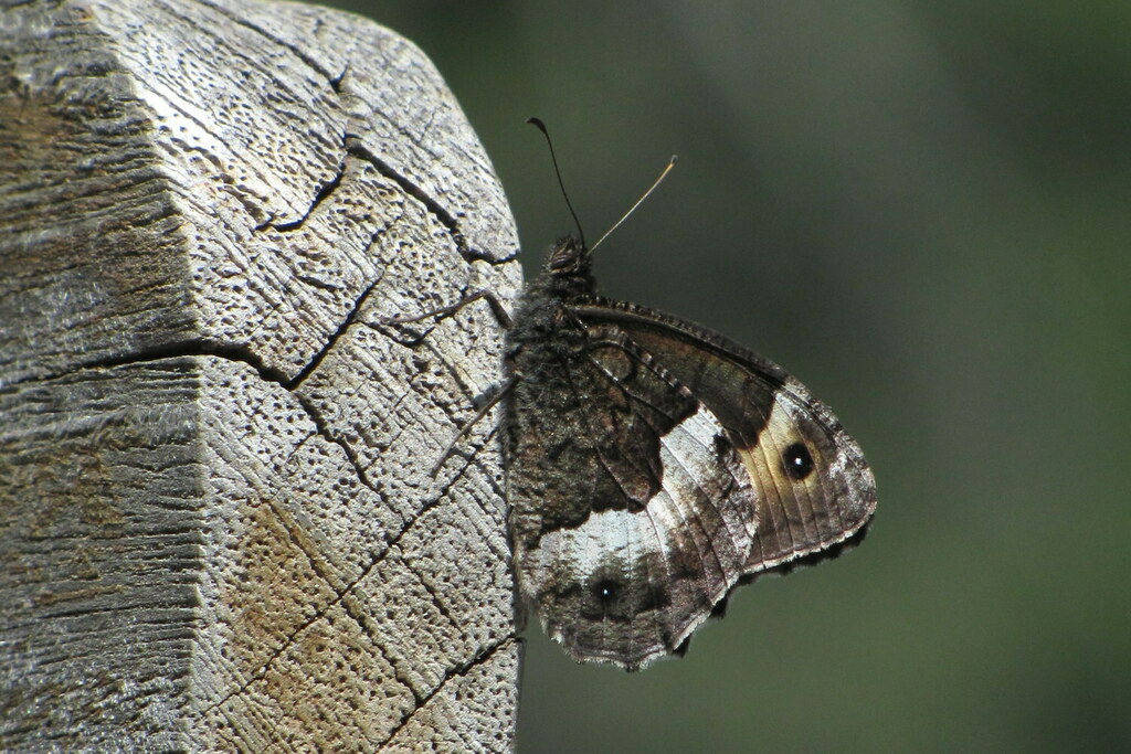 Swiss Grayling