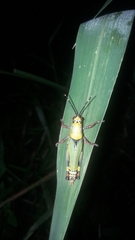 Zonocerus variegatus