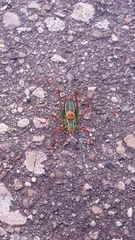 Barbitistes constrictus