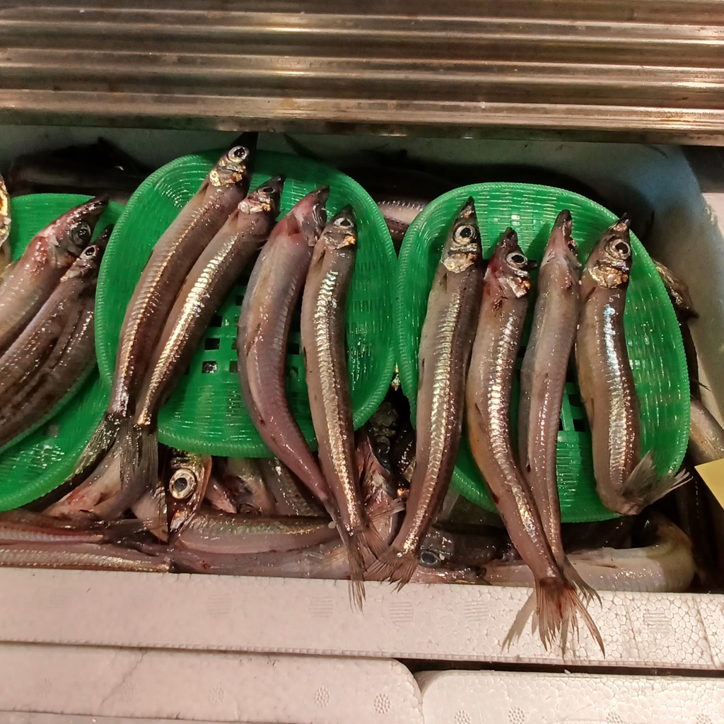 Deep-sea smelt (Glossanodon semifasciatus) — Argentinidae