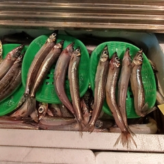 Deep-Sea Smelt photo 2