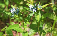 Amsonia tabernaemontana