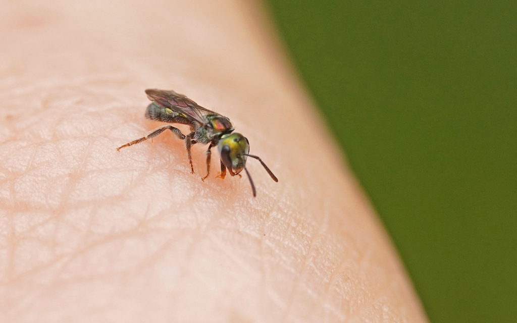 Augochlora phoenicis