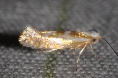 Argyresthia freyella