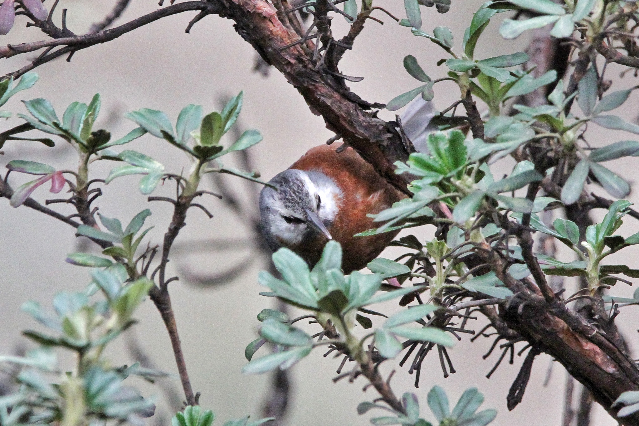Giant Conebill (Conirostrum binghami), photo 10