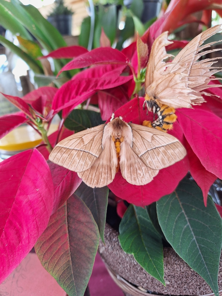 Pseudodirphia agis