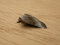 Mataeomera mesotaenia