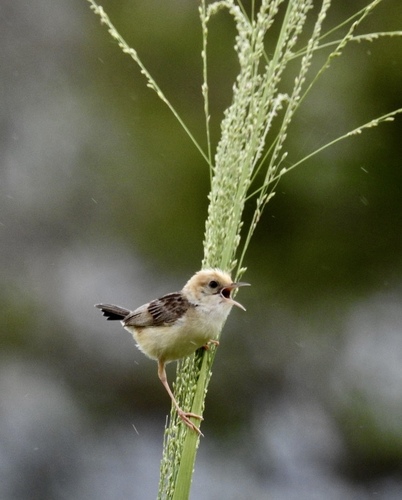 Cisticola exilis