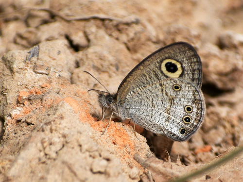 Common Four-ring