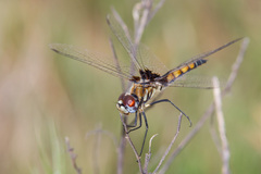 Macrodiplax balteata