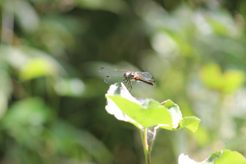 Photo of Black Meadowhawk (Sympetrum danae)