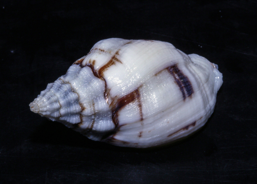 True Whelks and Allies from Rottnest Island, WA, Australia on December ...