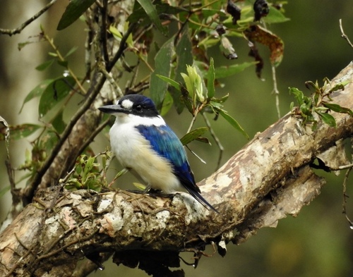 Todiramphus macleayii