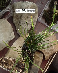 Equisetum scirpoides