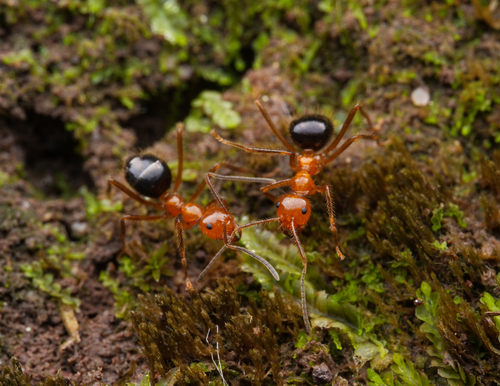 黑腹前结蚁Prenolepis melanogaster