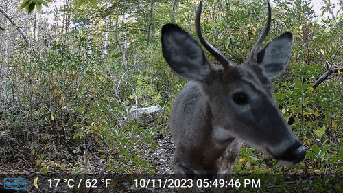 Northern White-tailed Deer photographed in New Jersey