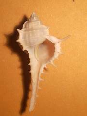 Murex aduncospinosus