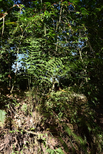 Pteris quadriaurita observed 2023-06-28