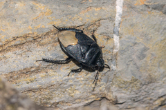 Cydnus aterrimus