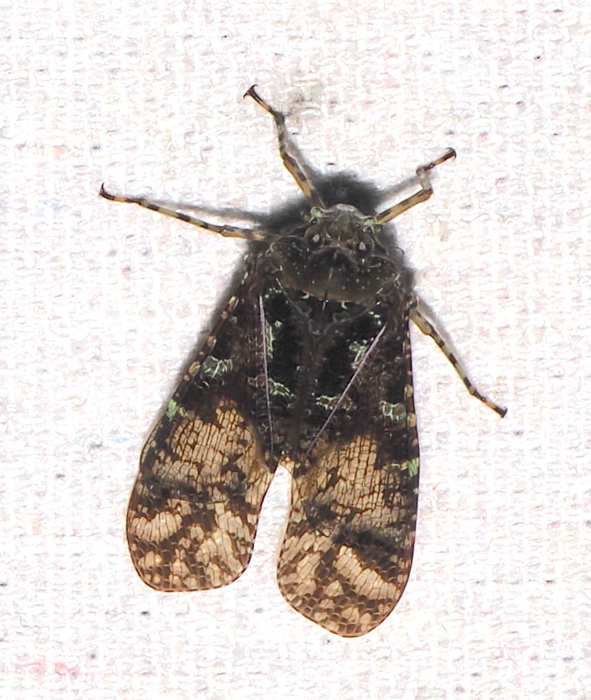 Chilobia bleuzeni