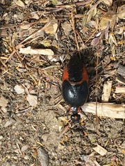 Lytta sublaevis