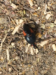 Lytta sublaevis