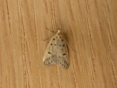 Atheropla decaspila