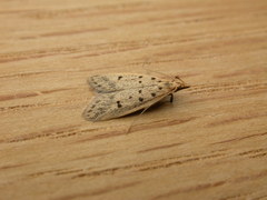 Atheropla decaspila