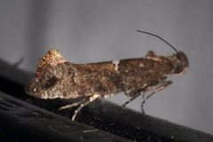 Acrolepiopsis
