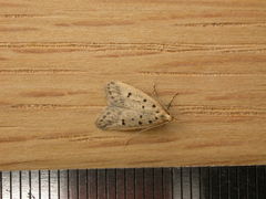 Atheropla decaspila