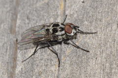 Anthomyia pluvialis