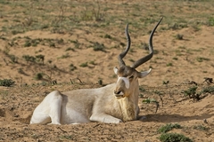 Addax photo 2