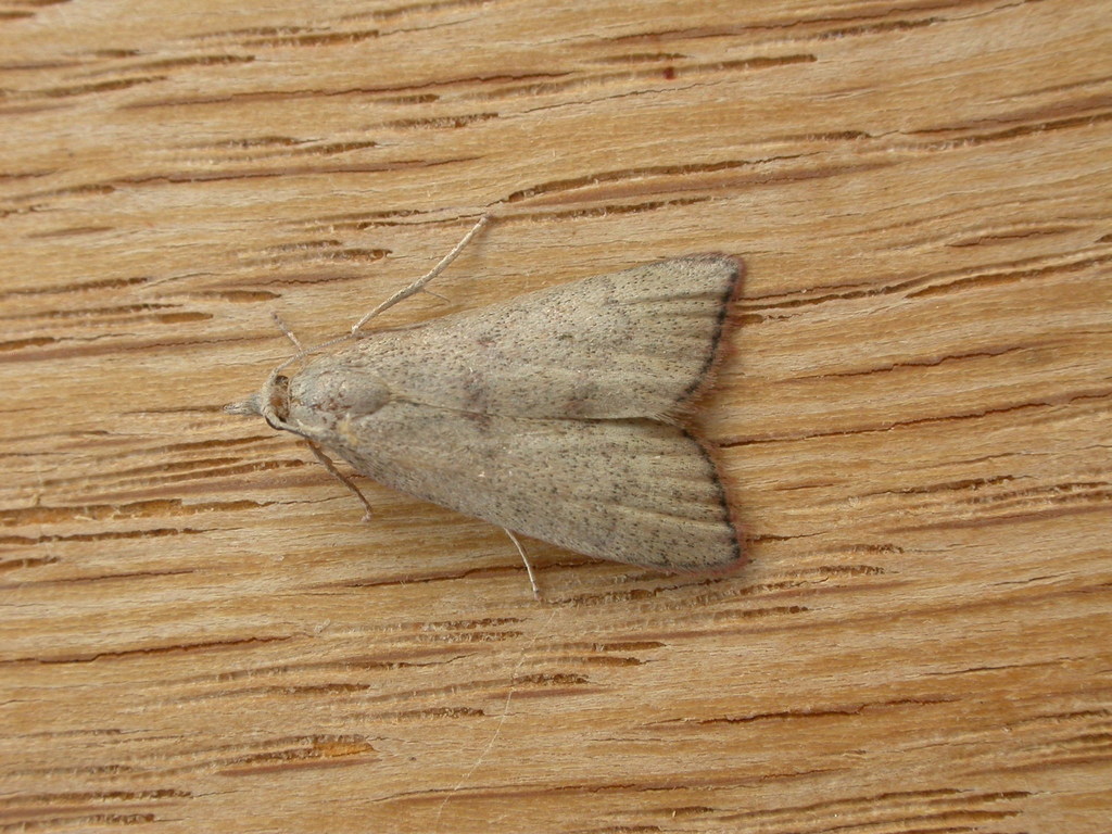 Callionyma