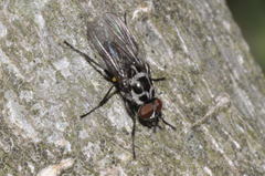 Anthomyia pluvialis