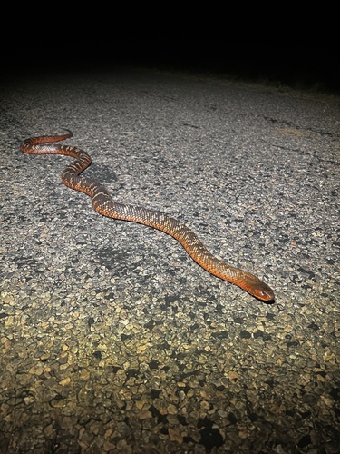 Collett's Black Snake sighting