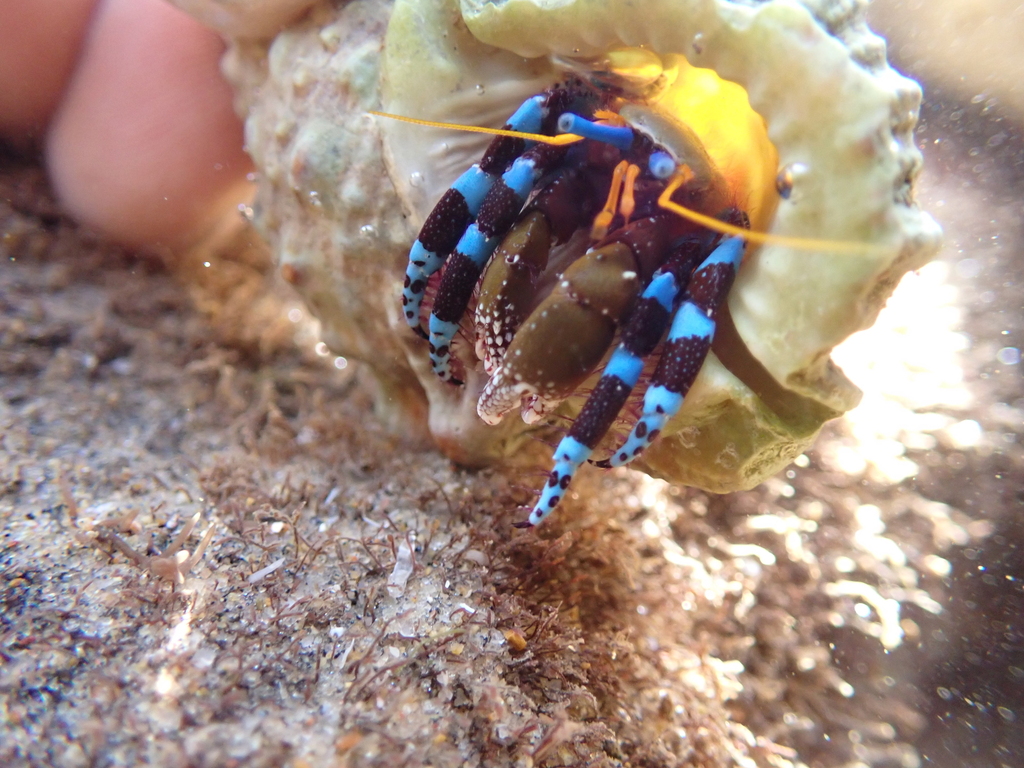 elegant hermit