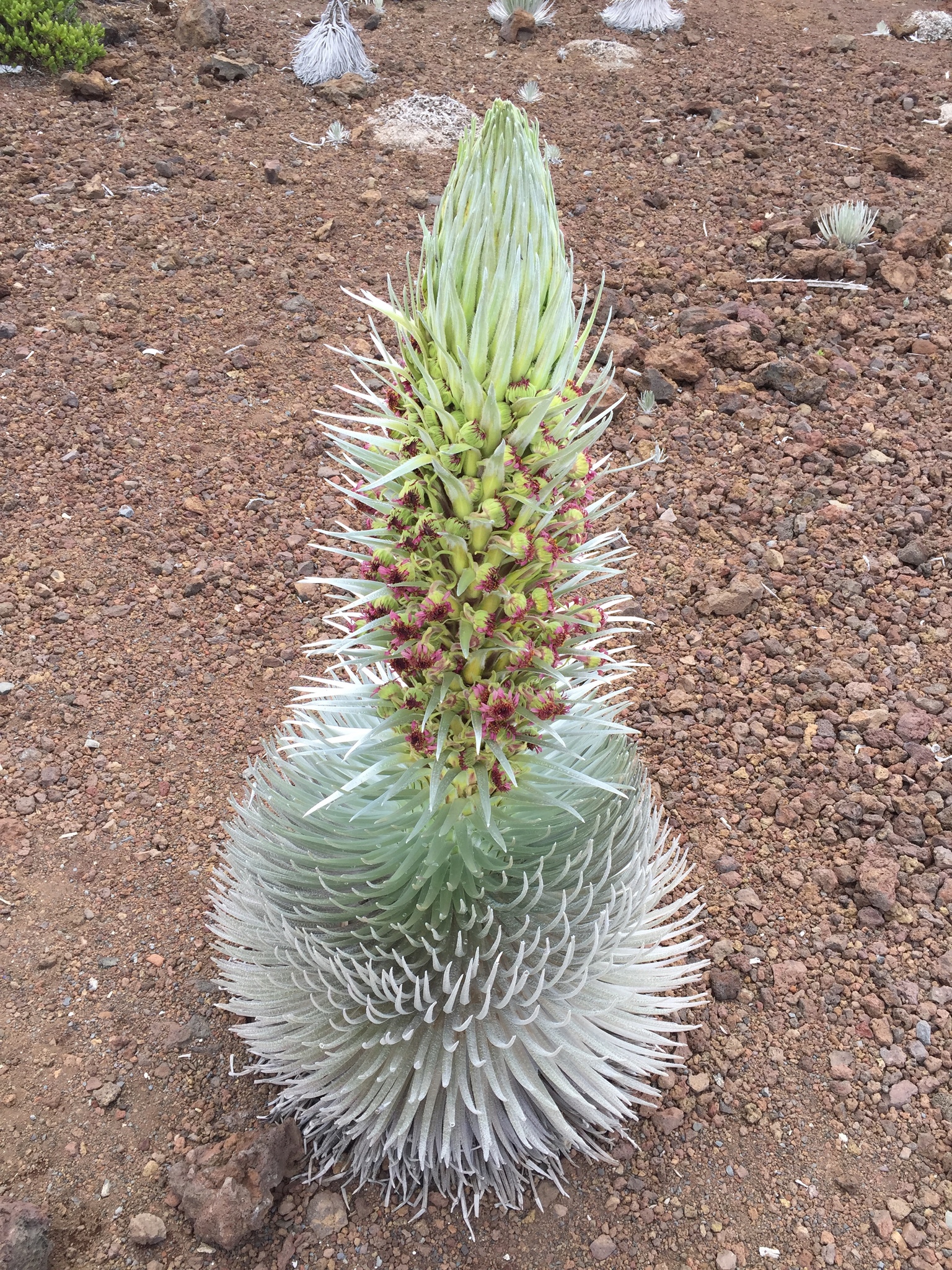 Argyroxiphium sandwicense