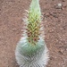Hawaiian Silversword - Photo (c) canyonbill, some rights reserved (CC BY-NC), uploaded by canyonbill