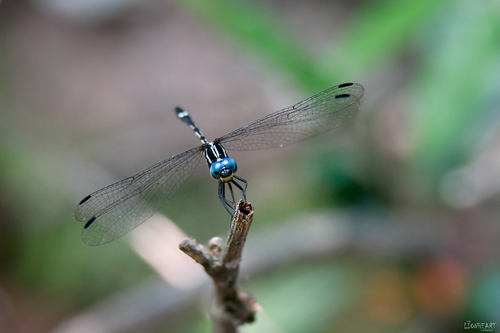 Katang Insect Neodythemis katanga · iNaturalist