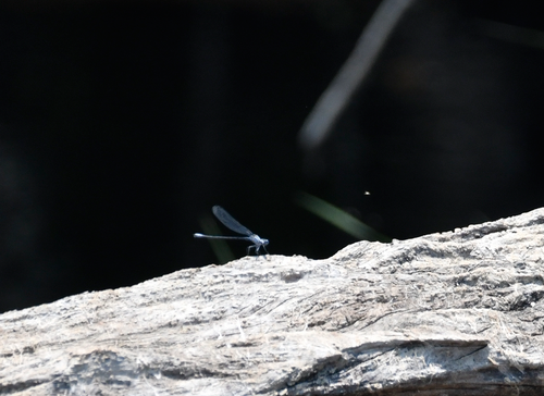 Common Riverjack