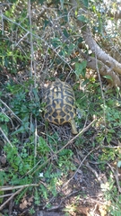Testudo hermanni hermanni