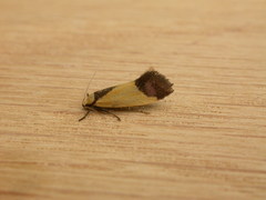 Crepidosceles exanthema