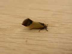 Crepidosceles exanthema