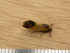 Crepidosceles exanthema